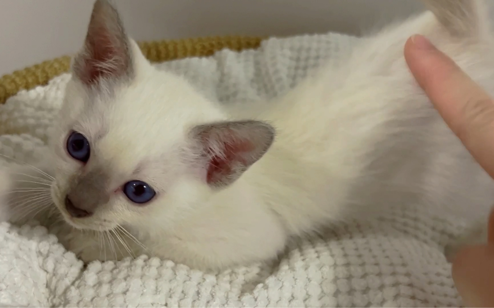 超级会撒娇的小豆泥|暹罗猫星人幼年体到底有多可爱|你家的泰国佬是不