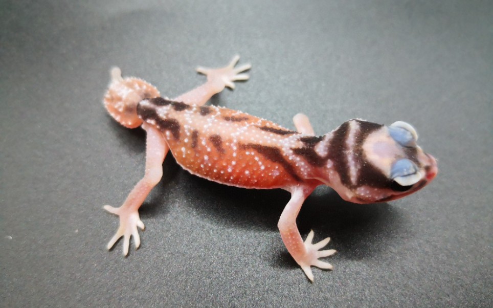 【瘤尾守宫】最普通原色一样美