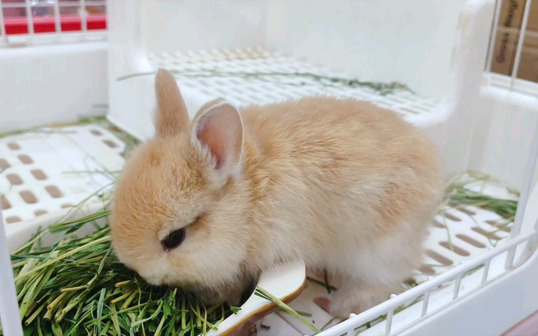 【小奶兔】果然干饭还是要大家抢着吃才香