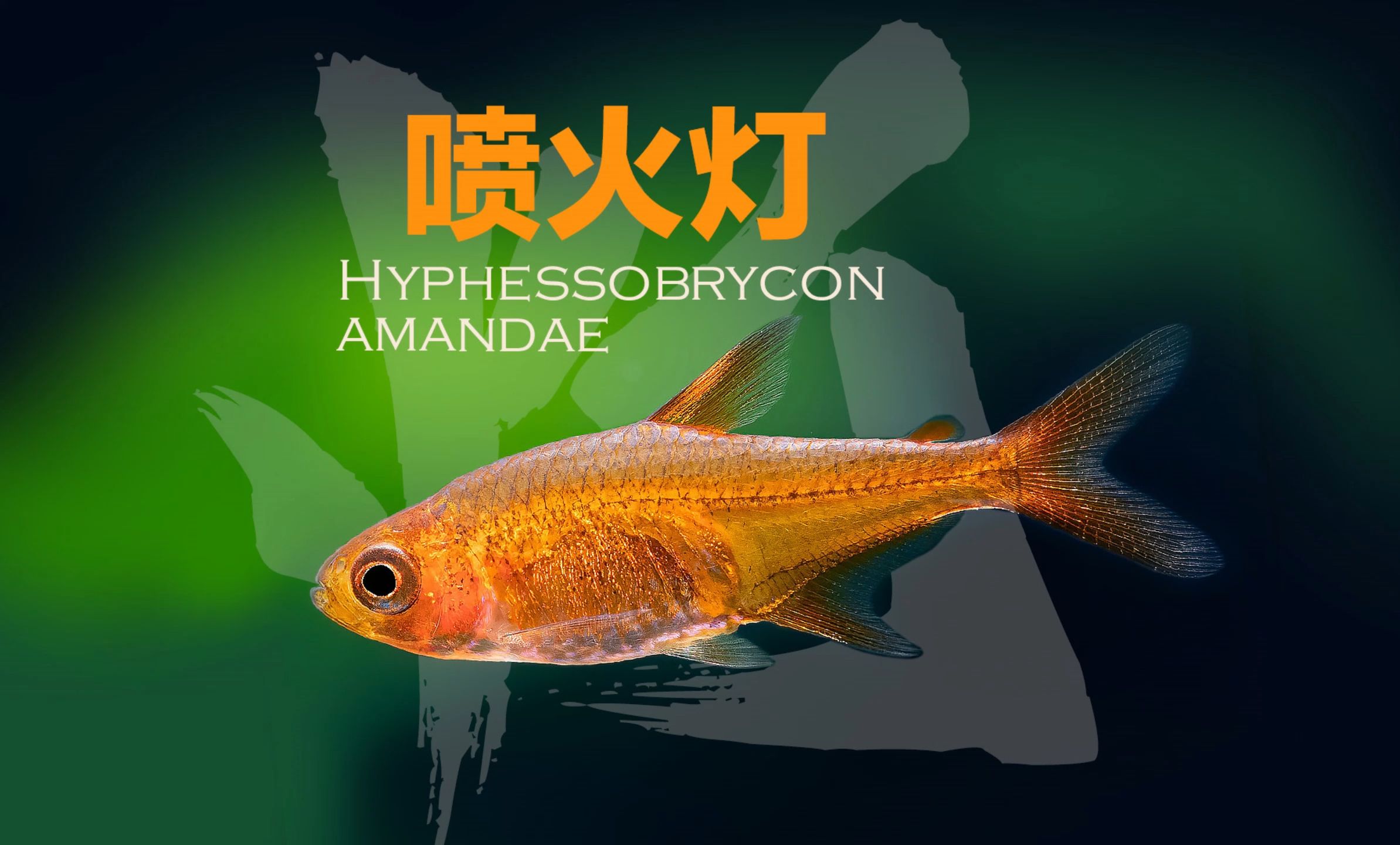 喷火灯Hyphessobrycon amandae哔哩哔哩bilibili