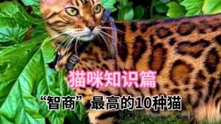 猫智商排行_猫咪知识篇“智商”最高的10种猫...