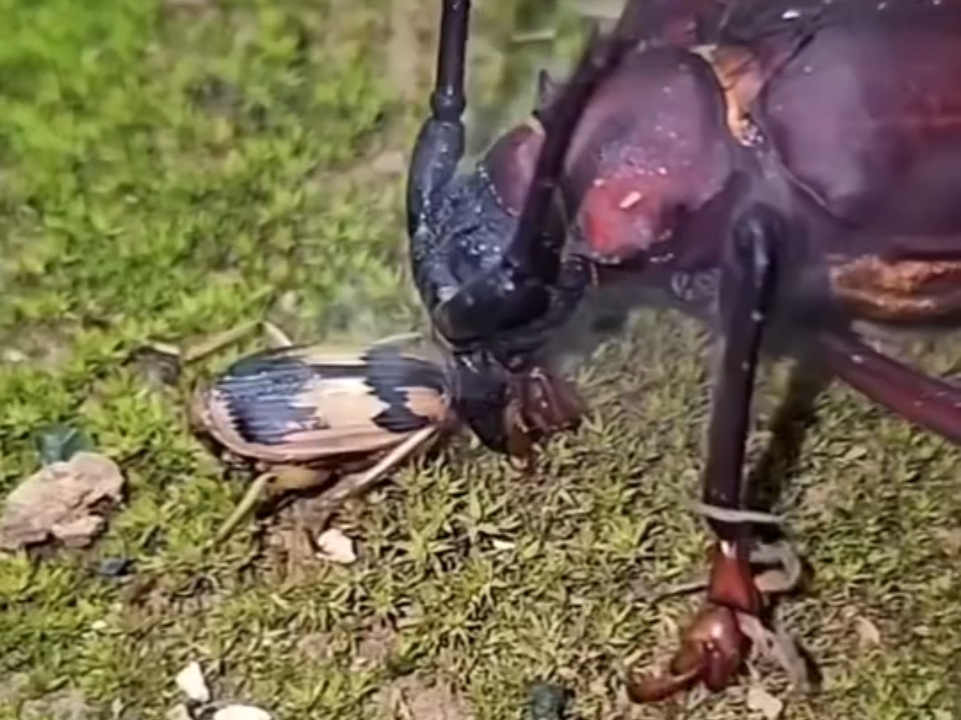 放屁虫:它的屁巨臭,有毒,巨烫,温度达100度,射程可以达60厘米