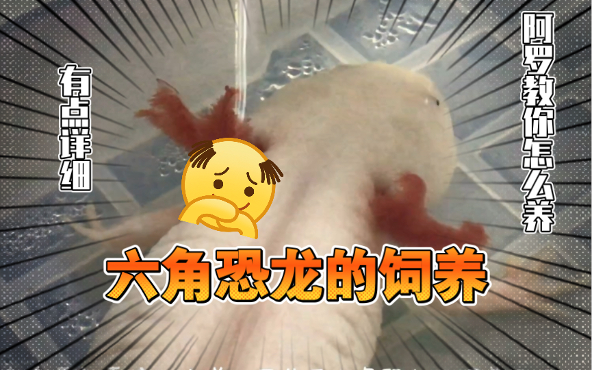 【养鱼日志15】六角恐龙到底怎么养?新手看这里啊!哔哩哔哩bilibili