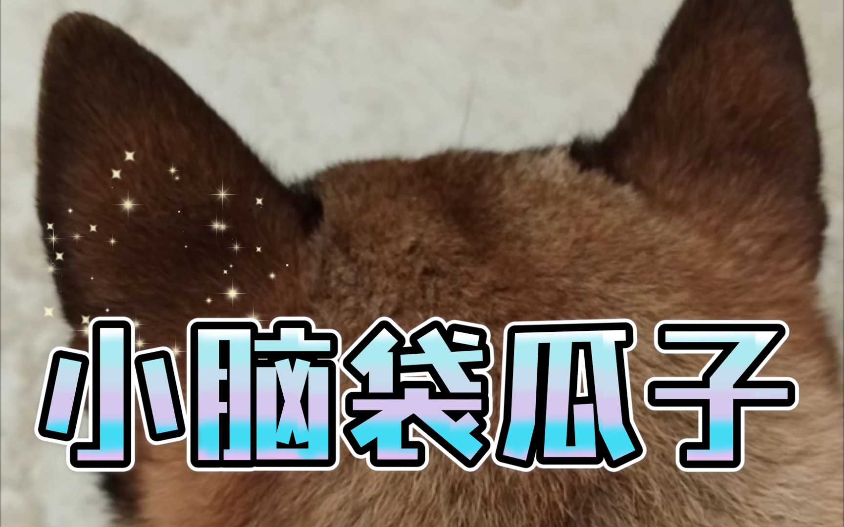 想知道这小脑袋瓜子在想啥