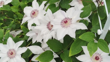 铁线莲品种:晴山 白色单瓣大花铁线莲