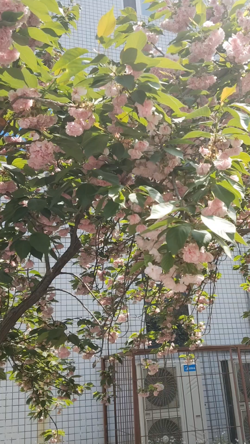 [图]🌸学校是一个巨大的百花园，让我们一起在这里成长！🌸