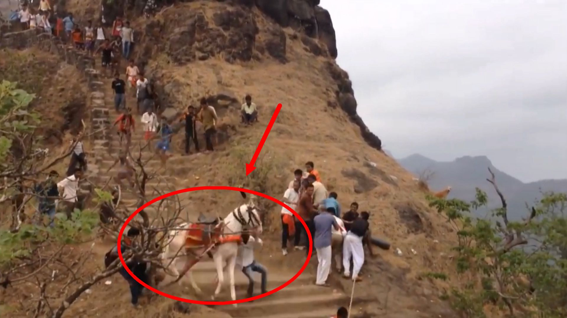 景区一匹白马狂奔下山,2名男子根本拉不住,将路旁的游客撞倒!