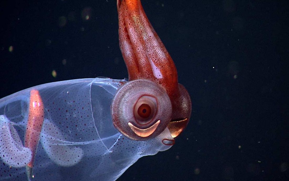 透明乌贼了解一下不可思议你绝对没见过