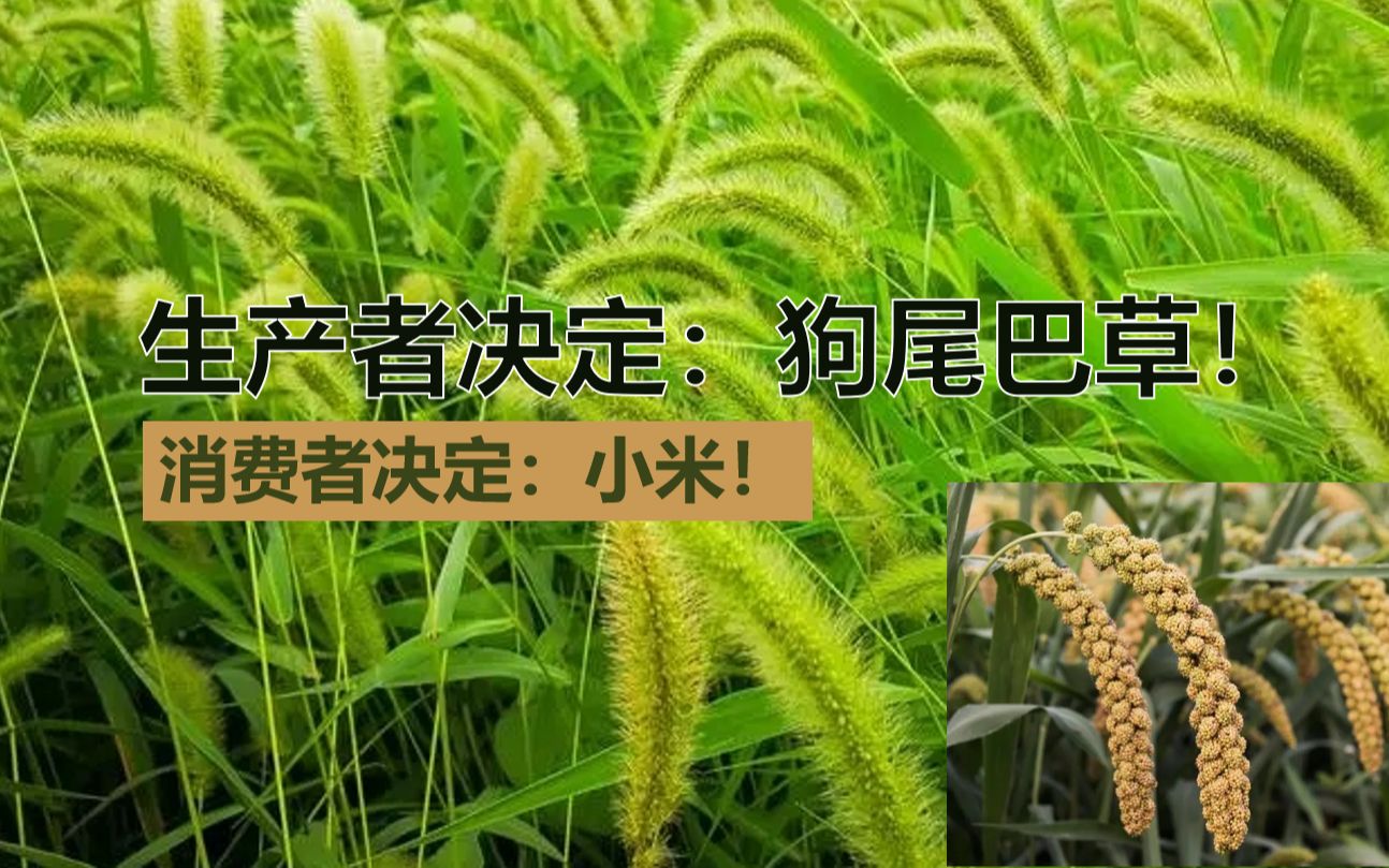 生产者决定:狗尾巴草!消费者决定:小米!哔哩哔哩bilibili