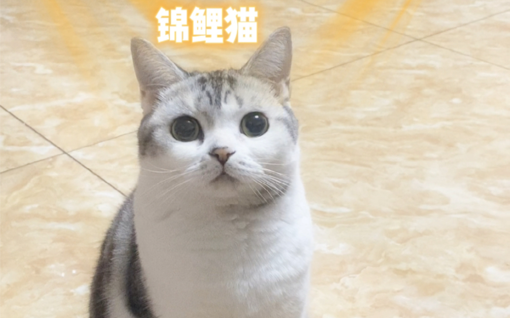 [图]我好像真的养了只锦鲤猫诶！