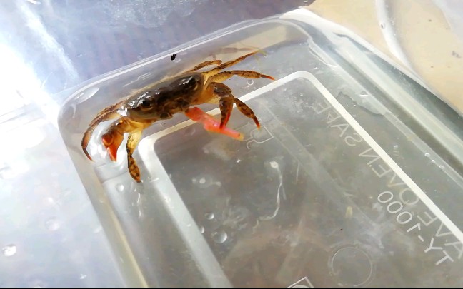 谢廖沙威慑中接食的尖叶龙溪蟹