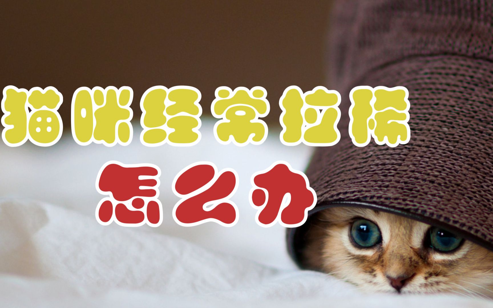 猫咪经常拉稀怎么办哔哩哔哩bilibili