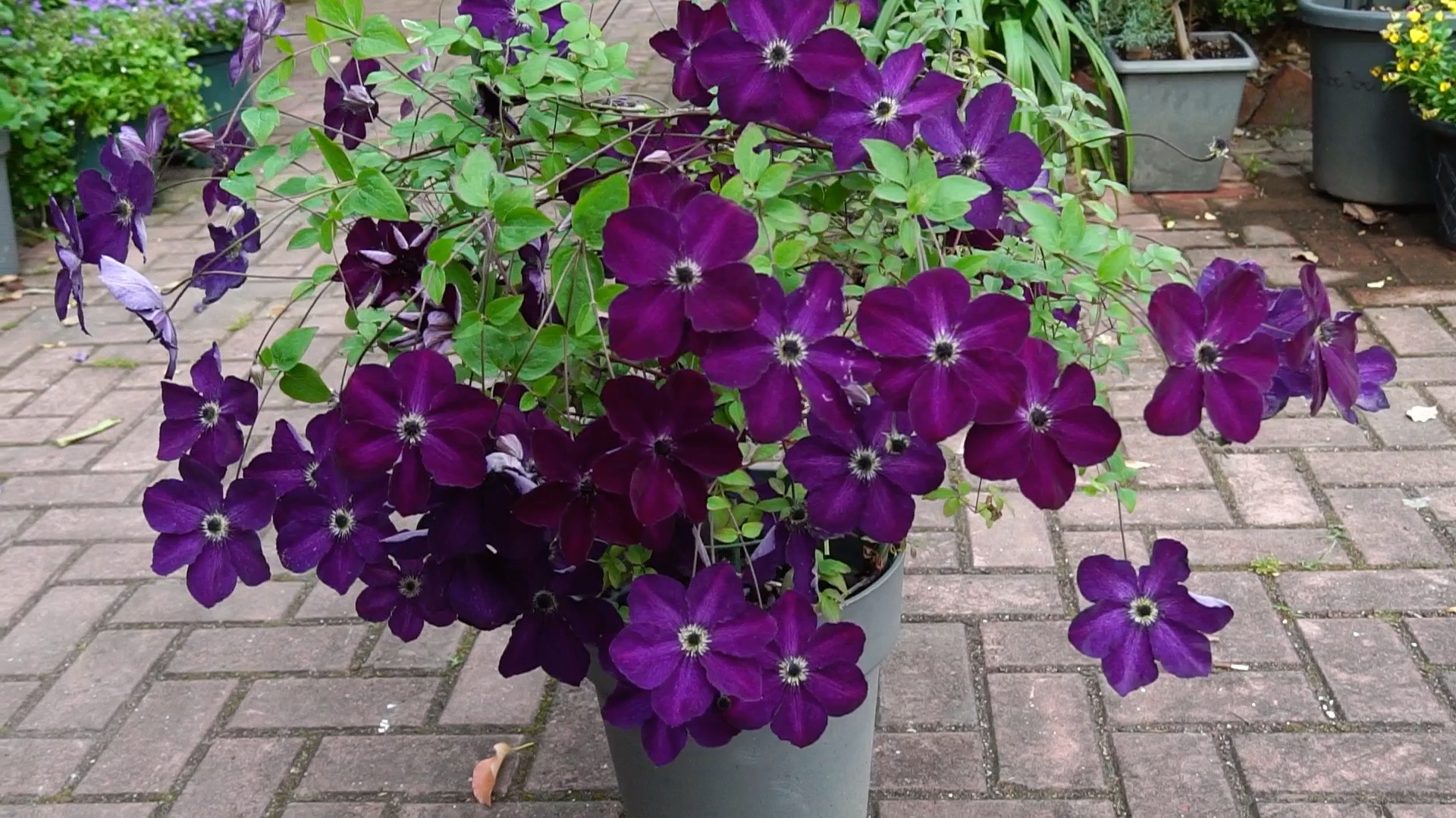 铁线莲 神秘面纱