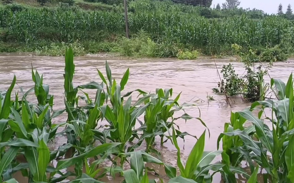 湖南邵阳暴雨,河水爆涨玉米都被淹了.