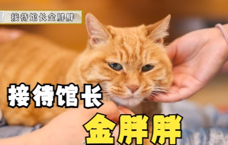 [图]马未都：猫馆长中的接待“天花板”