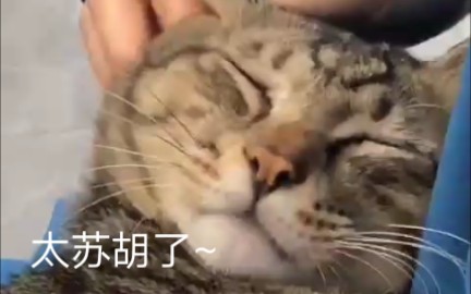 【猫咪】威武霸气的虎皮猫屈服于铲屎官超苏胡的头部按摩,霸气眼神杀,哈哈哈哔哩哔哩bilibili