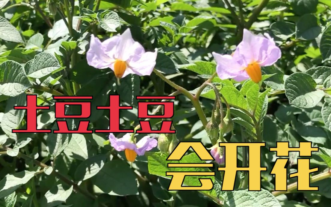 [图]炒炸炖煮万能的土豆会开花吗 | 一点植物学