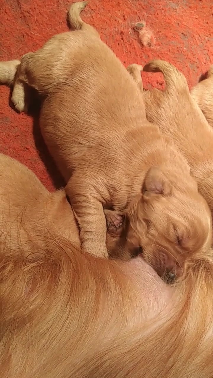 【小金毛】吃奶奶～_哔哩哔哩_bilibili