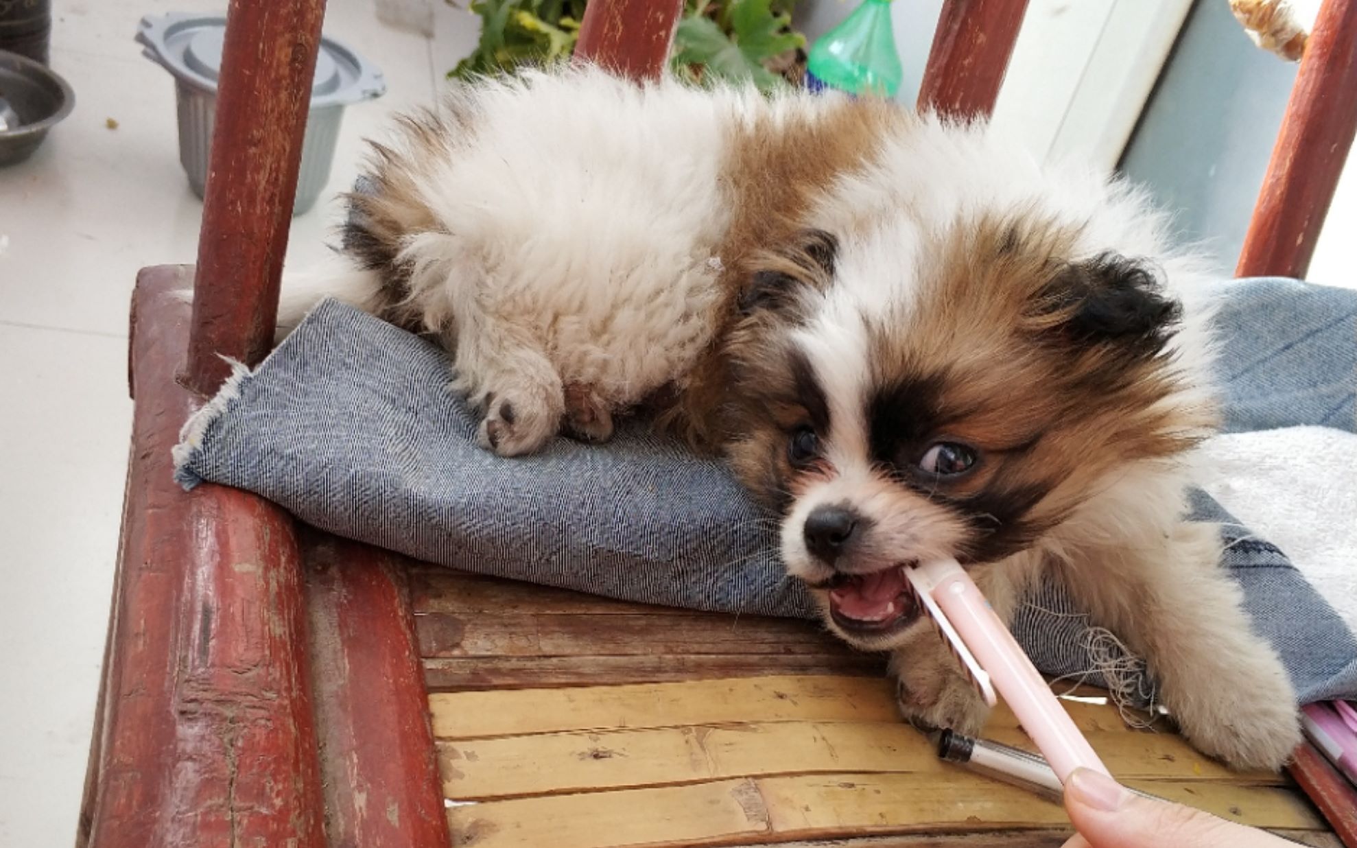 中華田園犬小花花的日常漸漸放開了的小性子