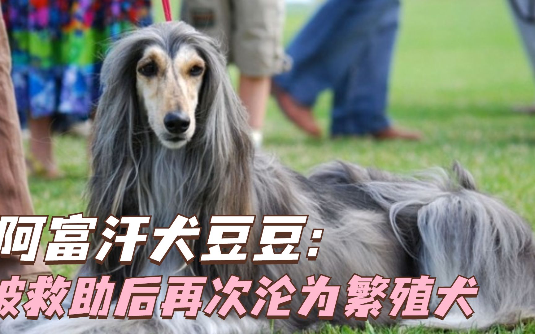 [图]飞飞：阿富汗犬本以为遇到心软的神，谁知竟再次沦为繁育犬？