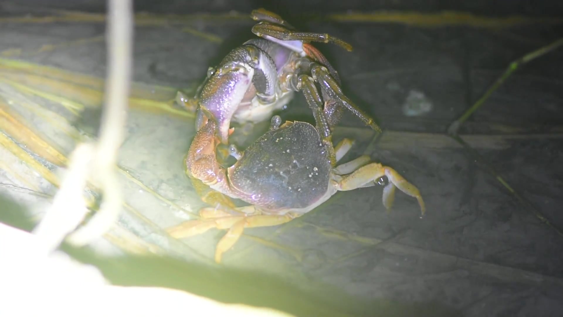 【youtube】拉氏清溪蟹打架