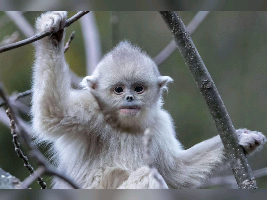 滇金丝猴三十八