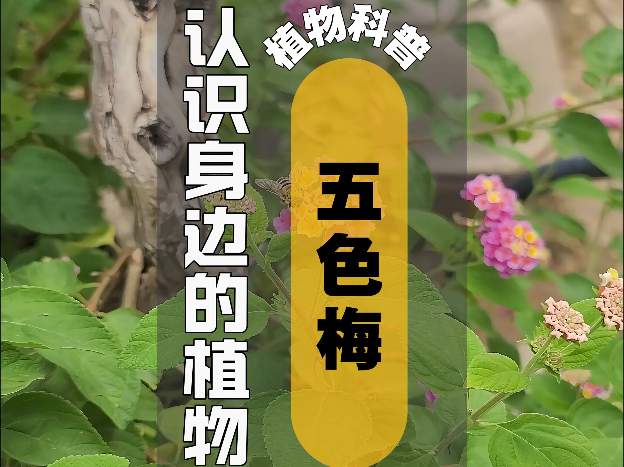 植物科普 I 五色梅哔哩哔哩bilibili