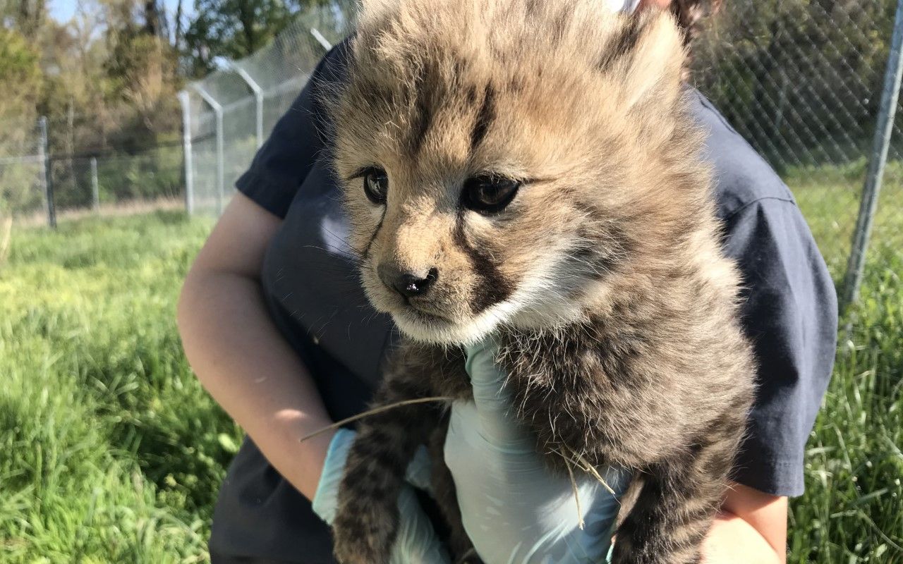 油管搬运猛男必看小奶豹称重
