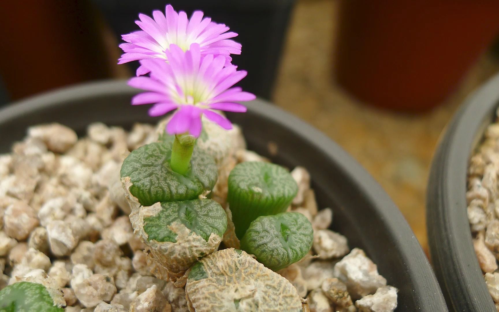 肉锥流水铜壶开花了