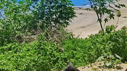 这个地方在茂名的巴布几内湾,还没开发非常美丽,游玩后记得把垃圾带走哔哩哔哩bilibili