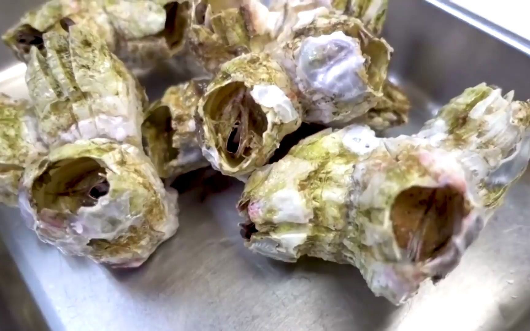 藤壶居然能吃!看起来还挺好吃的亚子!_哔哩哔哩_bilibili