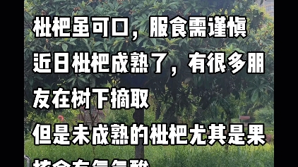 未成熟枇杷果实含有氢氰酸,请尽量避免食用未成熟果实哔哩哔哩bilibili