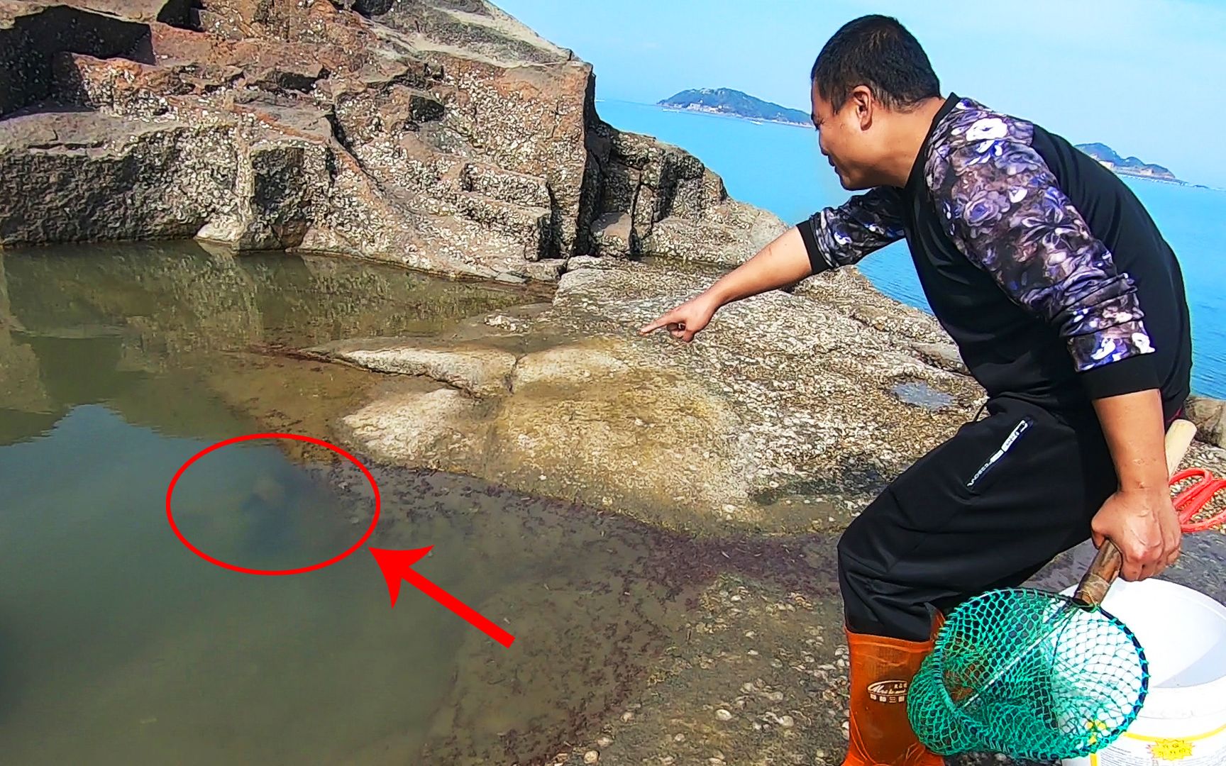 大熊赶海发现水坑有鱼决定舀掉抓到市场一斤四百的丑八怪鱼