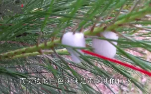 Download Video: 植物上挂满了“白色沫沫”，常被人说是毒蛇口水，是真的吗？