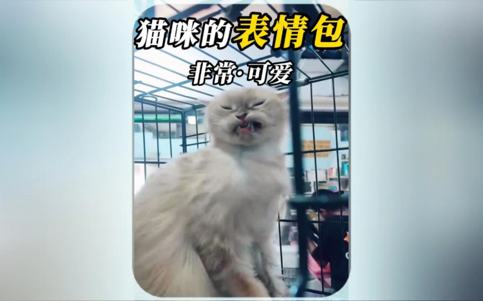 猫咪这表情真的是绝了.哔哩哔哩bilibili