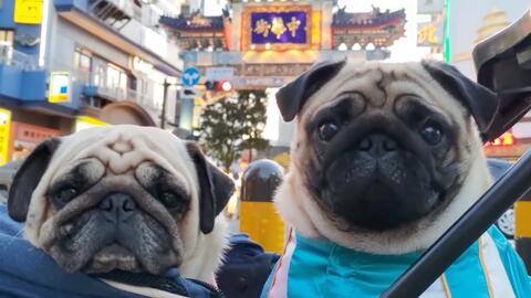 比格犬 救命啊 又有刁民想害朕 哔哩哔哩 Bilibili