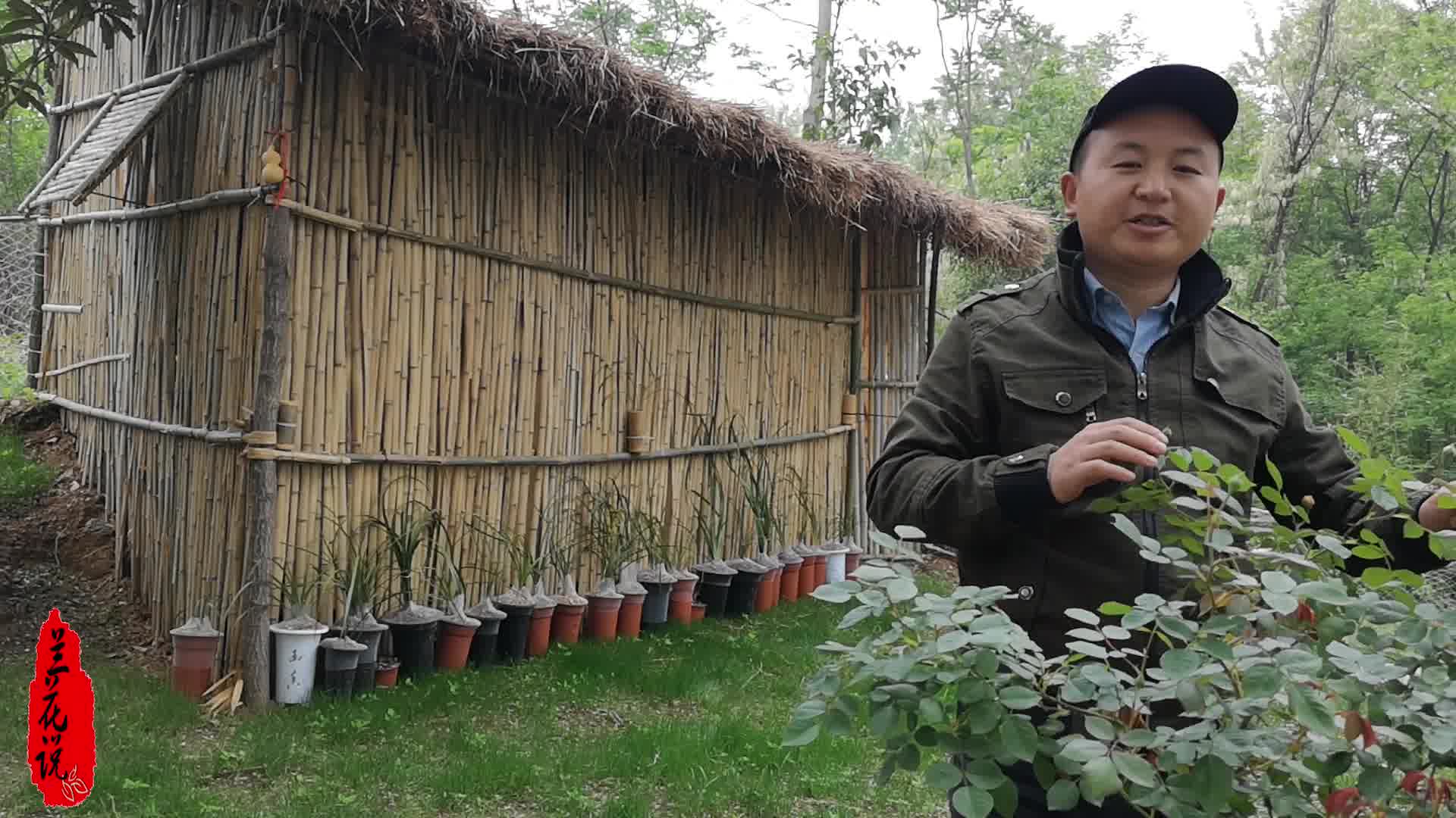 小苗爬藤月季做适当牵引,生长旺盛一天一个样,很快爬满栅栏哔哩哔哩bilibili