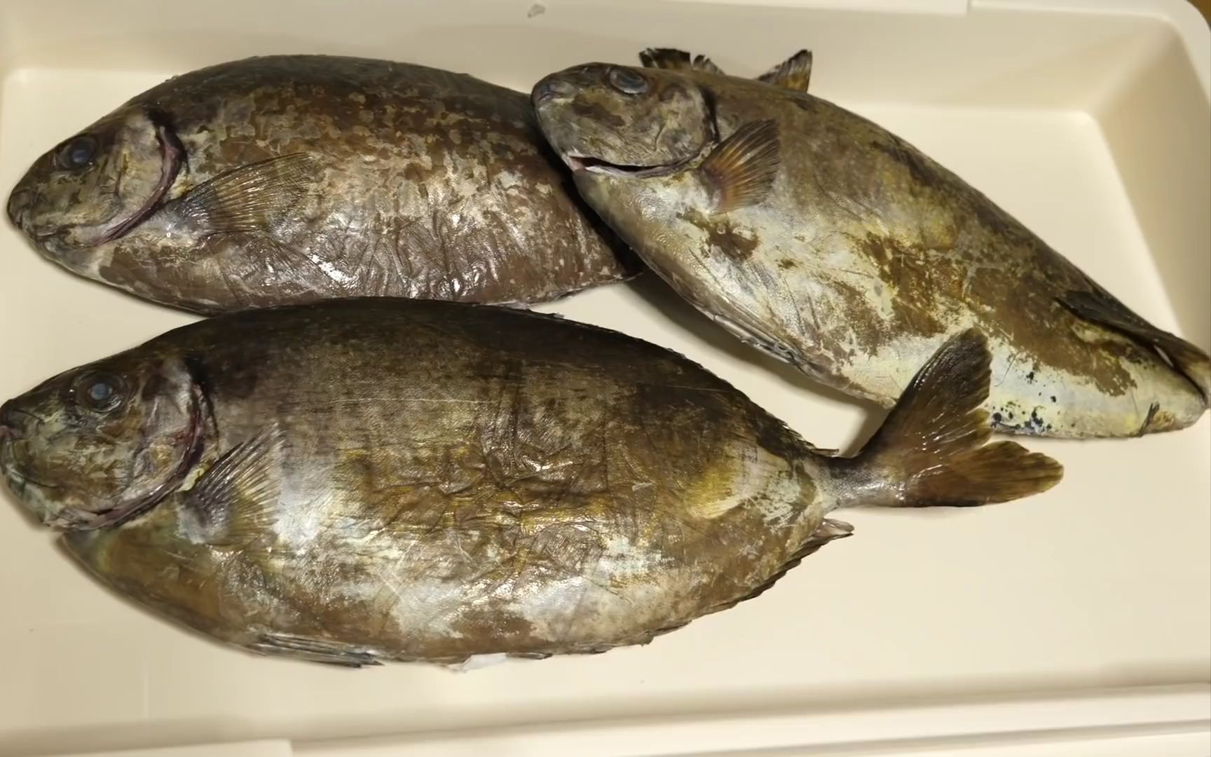 【海鲜小哥金子】带有剧毒针刺的褐蓝子鱼,金子觉得它的内脏肯定嘎嘎