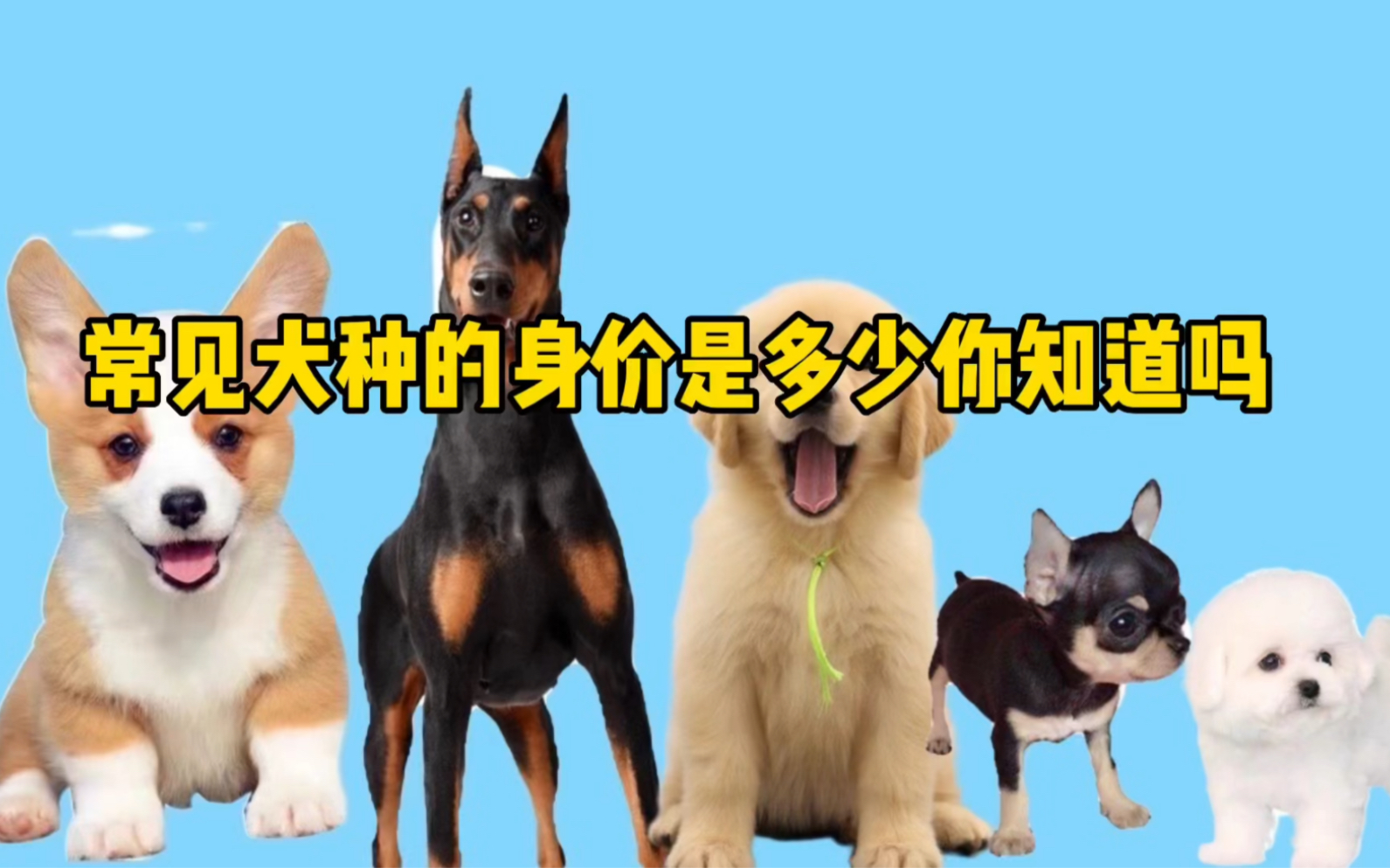 [图]常见犬种的身价是多少你知道吗