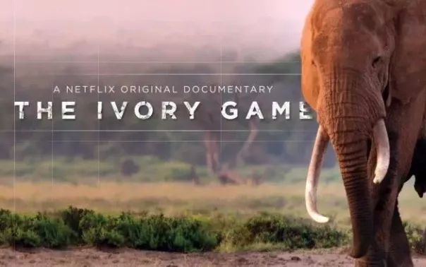 象牙游戏的全部相关视频_bilibili