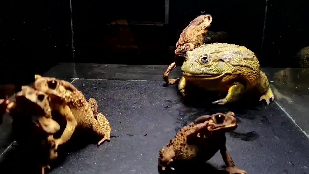 牛蛙活吞蟾蜍,不料辣得直喷泉