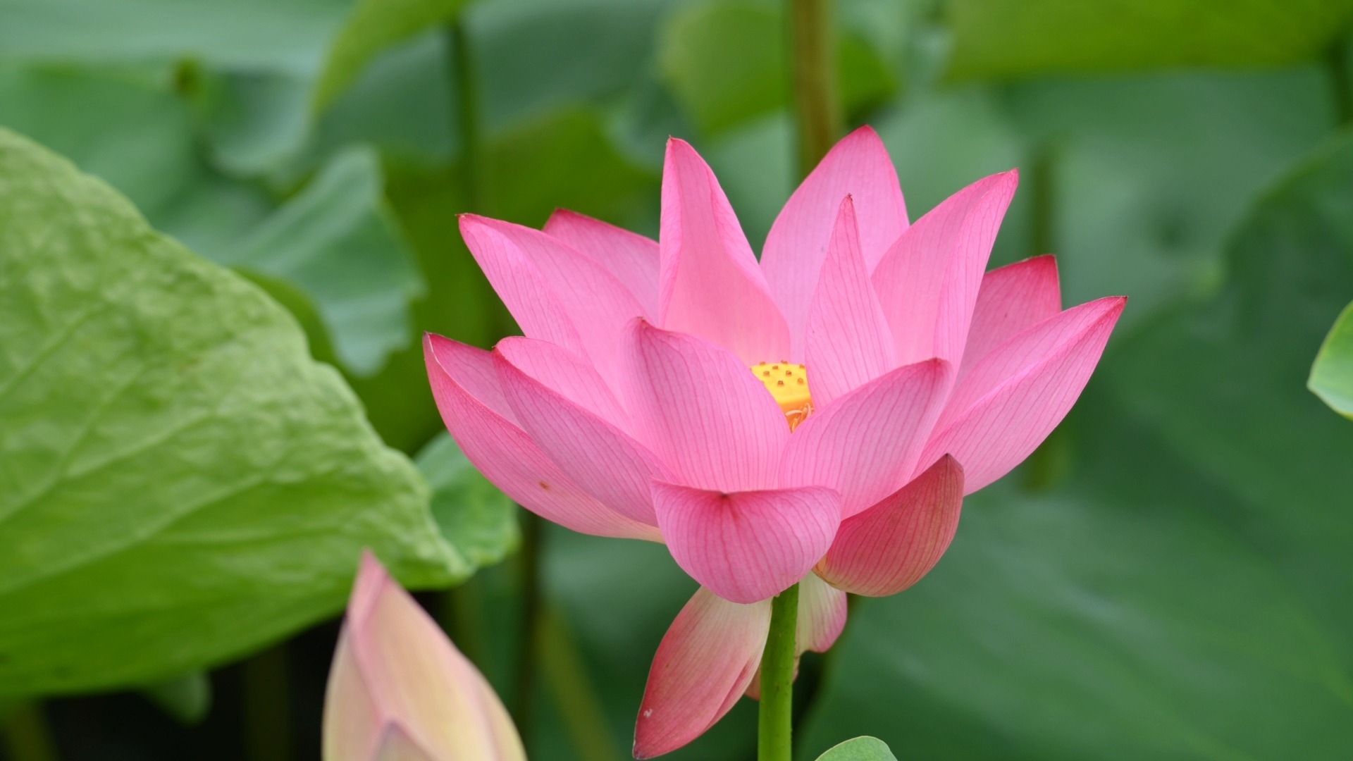 用60-600镜头拍的夏日荷花