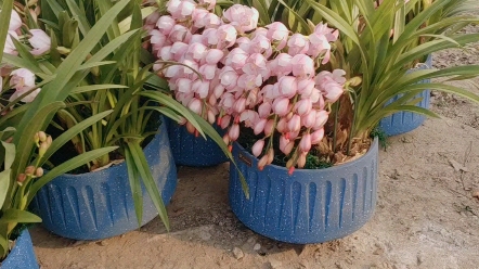 上海植物花卉价格