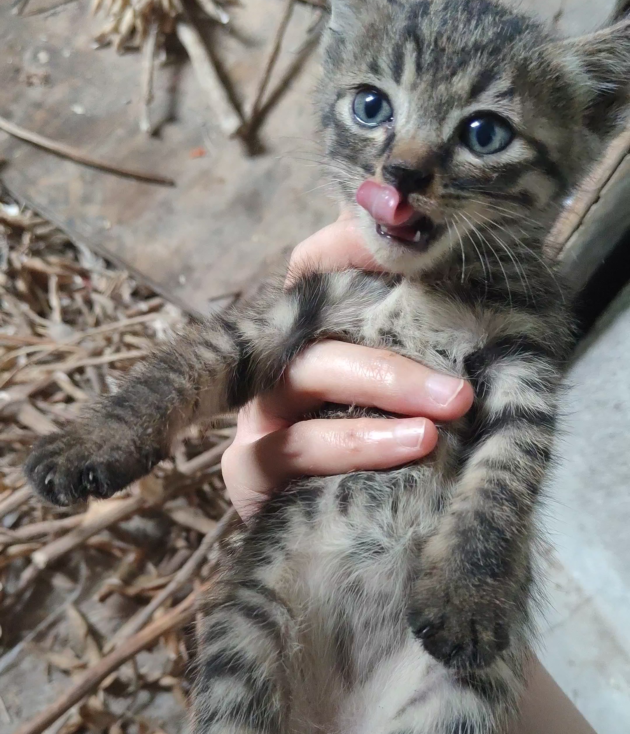 这只小猫取名黑脚