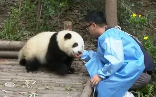 Скачать видео: 花花被rua时，心潮澎湃！