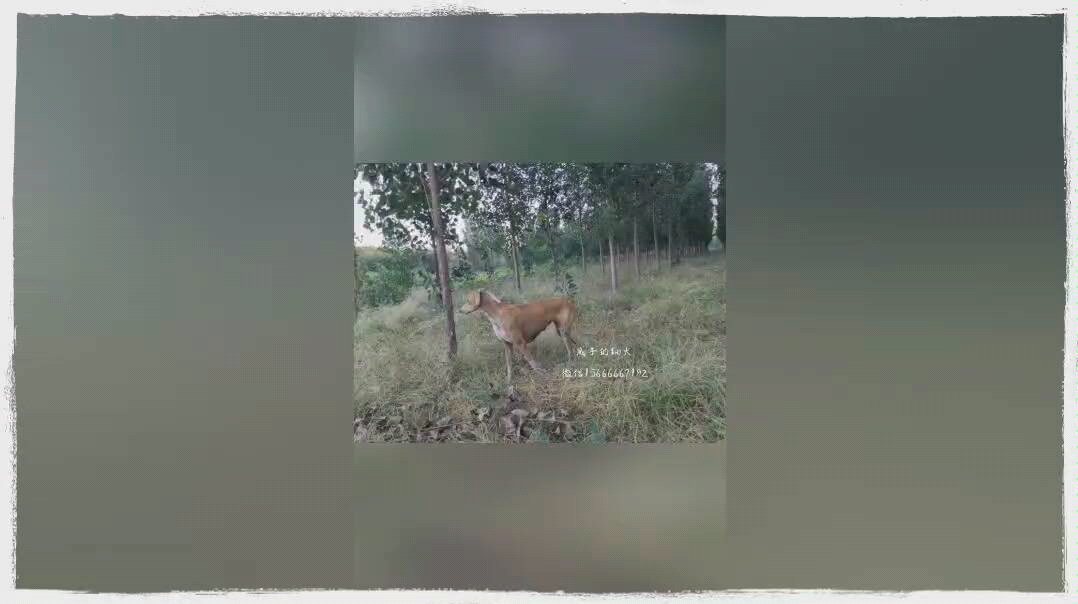 【山东细犬】这期是视频,中国有很多很多优秀的本土犬!不应该被埋没!进来云吸山东细犬哔哩哔哩bilibili