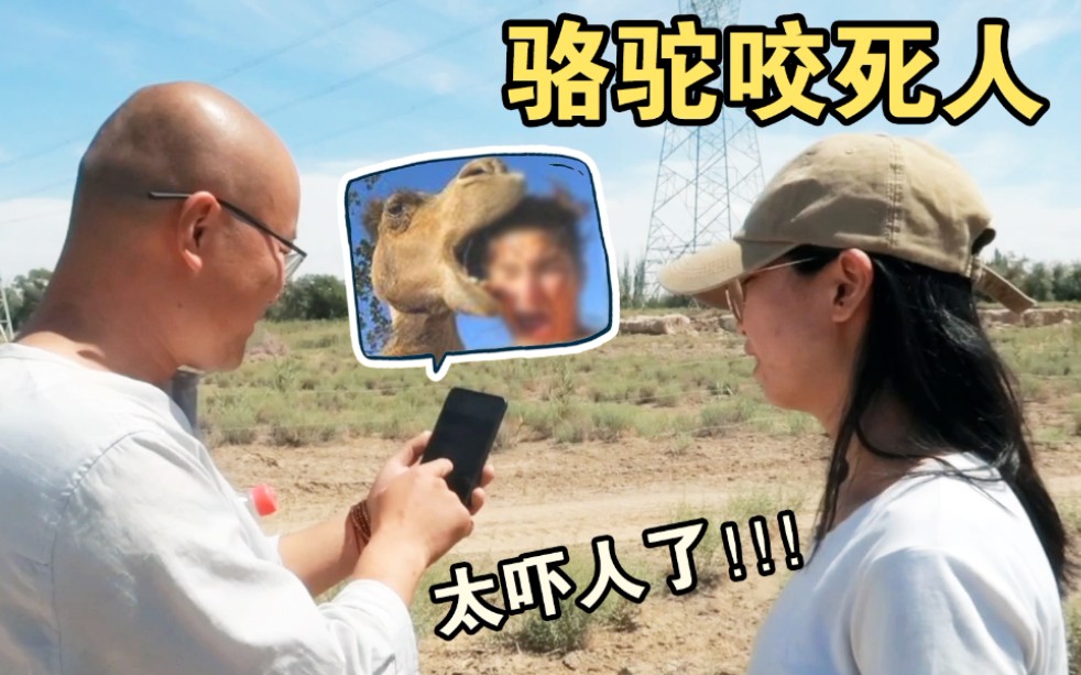 甘肃敦煌骆驼咬死2个人当地人给我们看骆驼的视频太吓人了