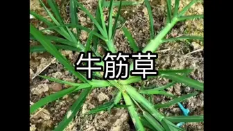 Descargar video: 牛筋草，你在田间拔过吗？