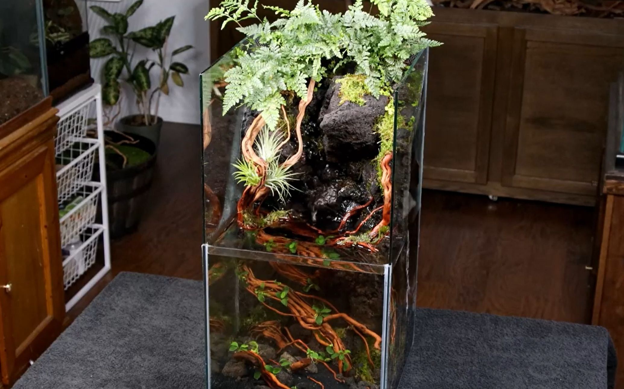 【水陆生态缸】一个水陆瀑布高缸,不想看改缸过程的可以直接拉到进度