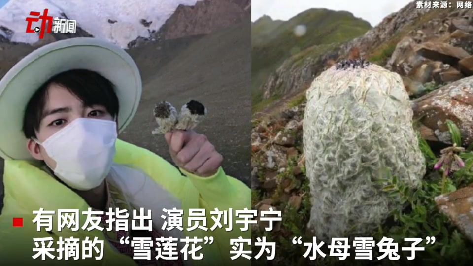 [图]刘宇宁就采摘雪莲花一事道歉 律师：不构成违法 但宣传导向不好